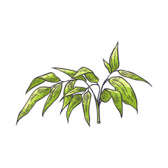 Bamboo branch with green leaves in sketch style.