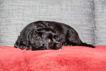 A little black dog is lying on the couch