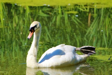 swan on the lake