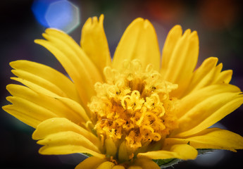 Close-up, Macro Yellow flowers have a beautiful bokeh background