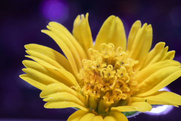 Fototapeta premium Close-up, Macro Yellow flowers have a beautiful bokeh background