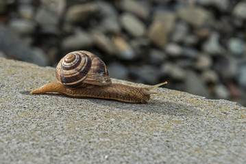 Snail