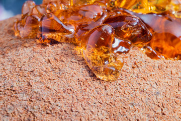 Amber of a tree with a beautiful bokeh background