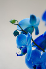 Fototapeta na wymiar Blue flower orchid on light background