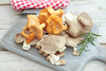 Fototapeta premium pleurotes et girolles