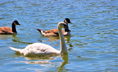 A Mute Swan and Canada Geese.