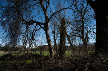 Alte Bäume im März