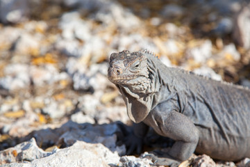 iguanaclose-up  on stones on the island of Cayo largo in Cuba