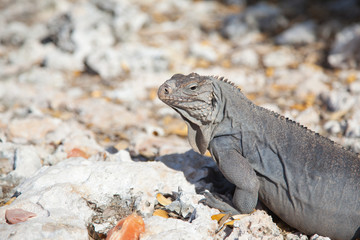 iguana close-up  in profile on the rocks on the island of Cayo Largo in Cuba