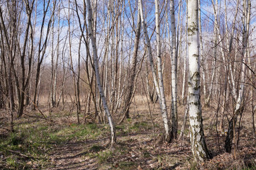Obraz premium A grove of young birches in the spring sun.Early Spring.