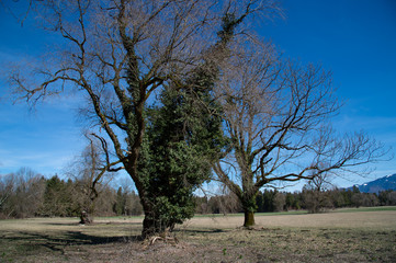 Alte Bäume im März