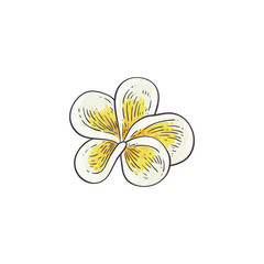 Plumeria vector illustration in sketch style - beautiful white and yellow open frangipani bloom.
