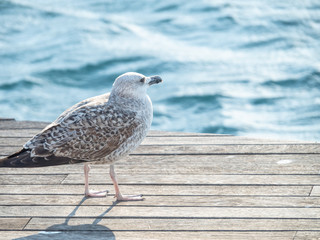 Seagull at Port Vell harbour, Spain.