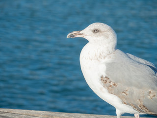 Seagull at Port Vell harbour, Spain.