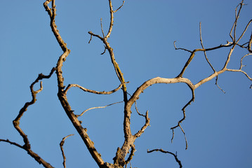 Dry branches of an old tree against a background of blue sky.