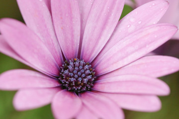 closeup of pink flower