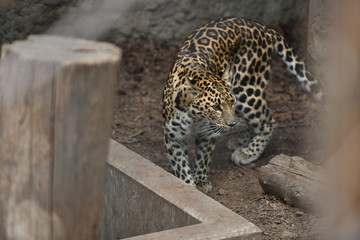 動物園