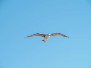 Seagull at Port Vell harbour, Spain.