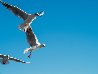 Seagull at Port Vell harbour, Spain.