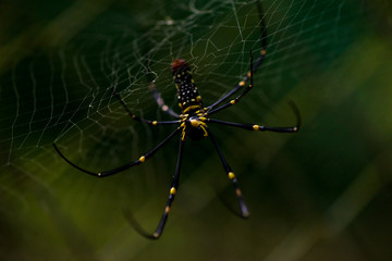 Close-up of a mysterious spider net. spider webs, Sensitive Focus