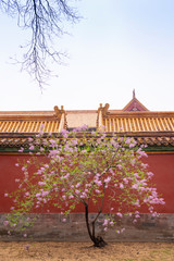 Pink lilac flower blossoms (Syringa vulgaris) in Forbidden City with copy space