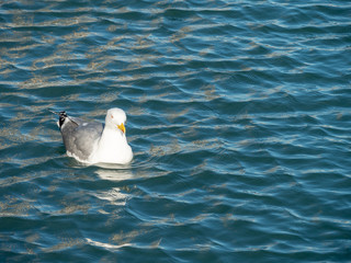Seagull at Port Vell harbour, Spain.