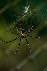 Close-up of a mysterious spider net. spider webs, Sensitive Focus