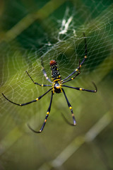 Close-up of a mysterious spider net. spider webs, Sensitive Focus