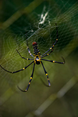 Close-up of a mysterious spider net. spider webs, Sensitive Focus