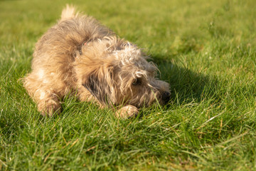 Naklejka na ściany i meble Cute Terrier dog laying down on grass 