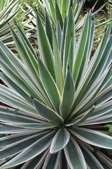 Agave Close up