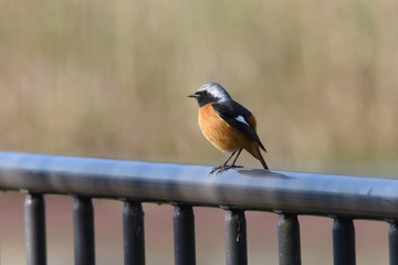 Daurian redstart male