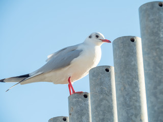 Seagull at Port Vell harbour, Spain.