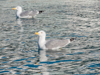 Seagull at Port Vell harbour, Spain.