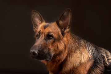 Portrait of beautiful Germad Shepherd dog 