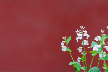 Fototapeta na wymiar Purple white flowers on red background corner