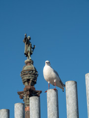 Seagull at Port Vell harbour, Spain.