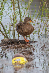 Mallard duck (anas platyrhynchos) in contaminated water with plastic bottles