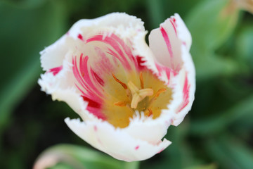 Naklejka na ściany i meble tulips in the garden