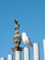 Seagull at Port Vell harbour, Spain.