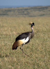 Grey Crowned Crane