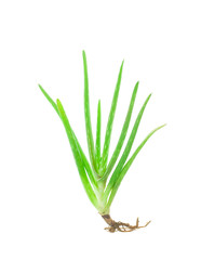 Aloe vera plant isolated on white background