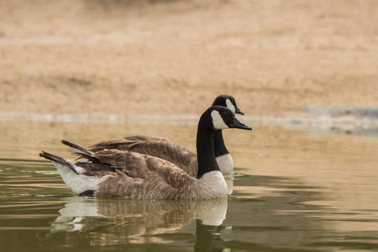 Canada goose / Branta canadensis. Al Qudra Lake. UAE