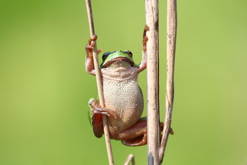 laubfrosch