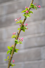 Beautiful little apple tree flower with blurred gray brick wall background