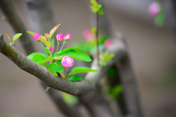 Beautiful little apple tree flower closeup