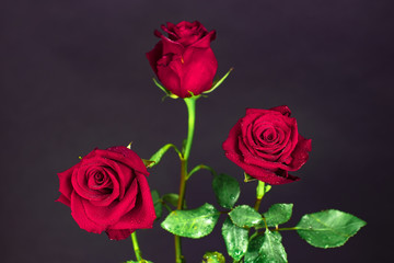 Fototapeta premium Three buds of red roses on a black background, three rose flowers