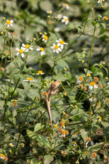 Brown Lizard with white mix yellow flower