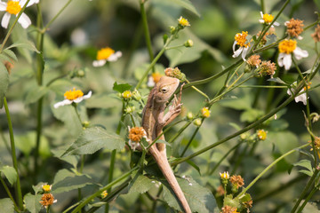 Brown Lizard with white mix yellow flower