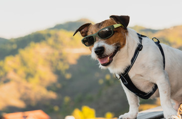 Dog wearing sunglasses as happy tourist posing at observation point at top of mountain